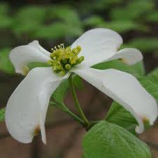 Attēlu rezultāti vaicājumam “Juglans cinerea flower”