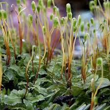 Attēlu rezultāti vaicājumam “Plagiomnium”