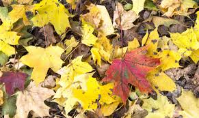 Attēlu rezultāti vaicājumam “Cerasus leaf”