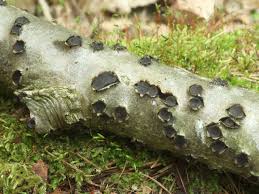 Attēlu rezultāti vaicājumam “Biscogniauxia marginata”