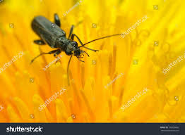 Attēlu rezultāti vaicājumam “Oedemera sp.”