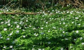 Attēlu rezultāti vaicājumam “Anemone nemorosa leaf”