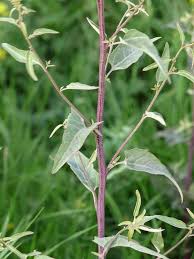 Image result for Atriplex hortensis