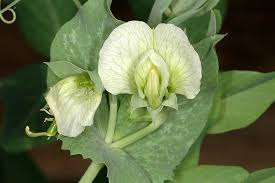 Attēlu rezultāti vaicājumam “Pisum sativum”