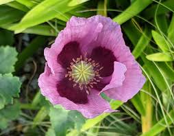 Attēlu rezultāti vaicājumam “Papaver somniferum flower”