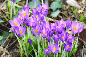 Attēlu rezultāti vaicājumam “Crocus”