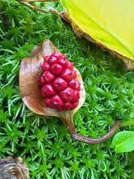 Attēlu rezultāti vaicājumam “Calla palustris fruit”
