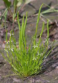 Attēlu rezultāti vaicājumam “Myosurus minimus flower”