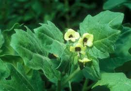 Image result for bilsenkraut