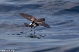 Image result for Oceanites oceanicus