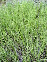 Attēlu rezultāti vaicājumam “Bolboschoenus maritimus flower”