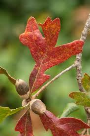 Attēlu rezultāti vaicājumam “Quercus”