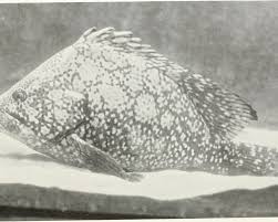 Image result for Dermatolepis inermis