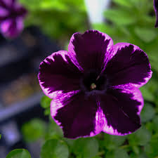 Image result for Petunia