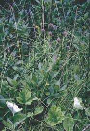 Attēlu rezultāti vaicājumam “Geum rivale leaf”