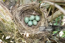 Attēlu rezultāti vaicājumam “Turdus merula eggs”