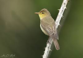 Image result for Hippolais polyglotta