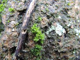 Attēlu rezultāti vaicājumam “Rhynchostegiella tenella macro”