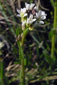 Attēlu rezultāti vaicājumam “Arabis hirsuta flower”