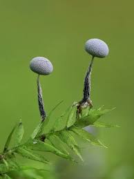 Attēlu rezultāti vaicājumam “Physarum album”