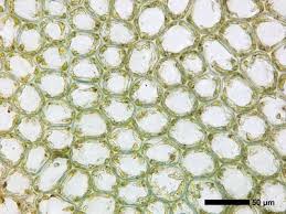 Attēlu rezultāti vaicājumam “Calypogeia sphagnicola”