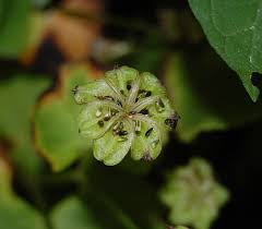 Attēlu rezultāti vaicājumam “Caltha palustris fruit”