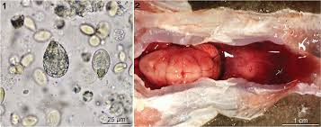 Image result for Mustelus canis