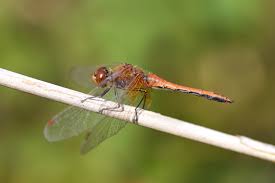 Attēlu rezultāti vaicājumam “Sympetrum flaveolum”