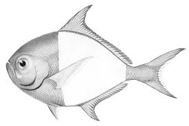 Image result for Eumegistus illustris