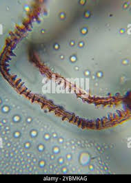 Attēlu rezultāti vaicājumam “Arcyria minuta”