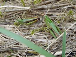 Attēlu rezultāti vaicājumam “Omocestus viridulus”