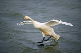 Attēlu rezultāti vaicājumam “Cygnus cygnus”