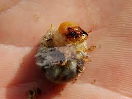 Attēlu rezultāti vaicājumam “Dorcus parallelopipedus”