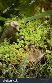 Attēlu rezultāti vaicājumam “Sedum pallidum”