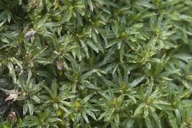 Attēlu rezultāti vaicājumam “Atrichum undulatum sporophyte”