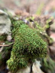 Attēlu rezultāti vaicājumam “Campylophyllum sommerfeltii”