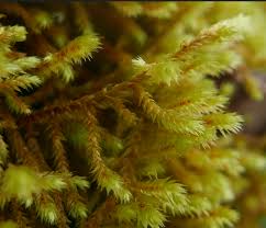 Attēlu rezultāti vaicājumam “Antitrichia curtipendula”