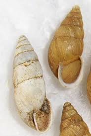 Attēlu rezultāti vaicājumam “Ena montana”