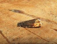 Attēlu rezultāti vaicājumam “Pammene rhediella”