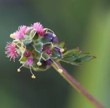 Attēlu rezultāti vaicājumam “Poterium sanguisorba flower”