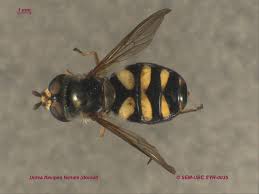 Attēlu rezultāti vaicājumam “Didea alneti”