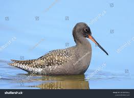 Image result for Tringa erythropus