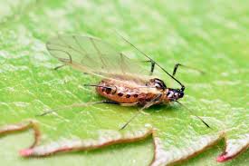 Attēlu rezultāti vaicājumam “Aphididae”