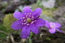 Attēlu rezultāti vaicājumam “Hepatica nobilis flower”