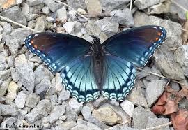 Attēlu rezultāti vaicājumam “Nymphalidae”