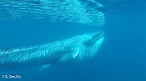 Image result for Balaenoptera omurai