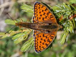 Attēlu rezultāti vaicājumam “Argynnis niobe underside”