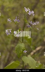 Attēlu rezultāti vaicājumam “Lunaria rediviva bud”