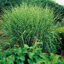 Image result for Miscanthus sinensis Zebrina