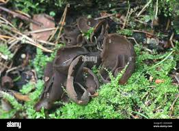 Attēlu rezultāti vaicājumam “Otidea bufonia”